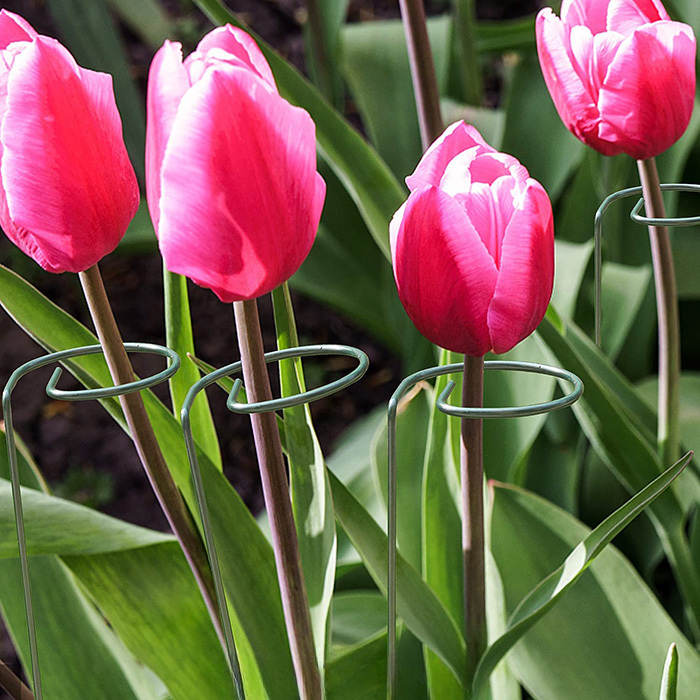 Plant Support (10PCS)