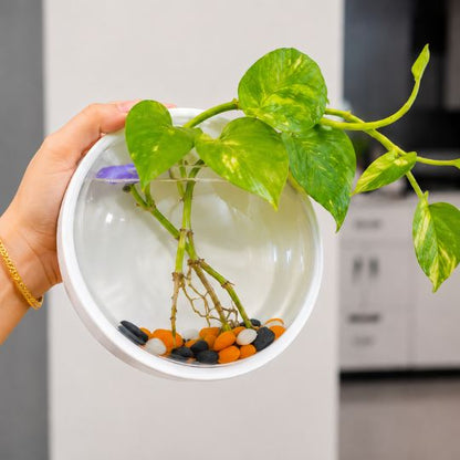 Wall Plant Decor