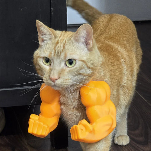 Funny Cat Muscle Arms